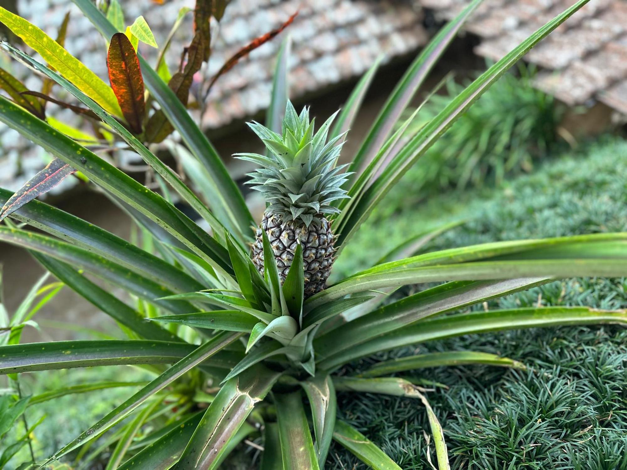 Oemah Tepi Sawah Villa Desa Desa Jatiluwih Exteriör bild