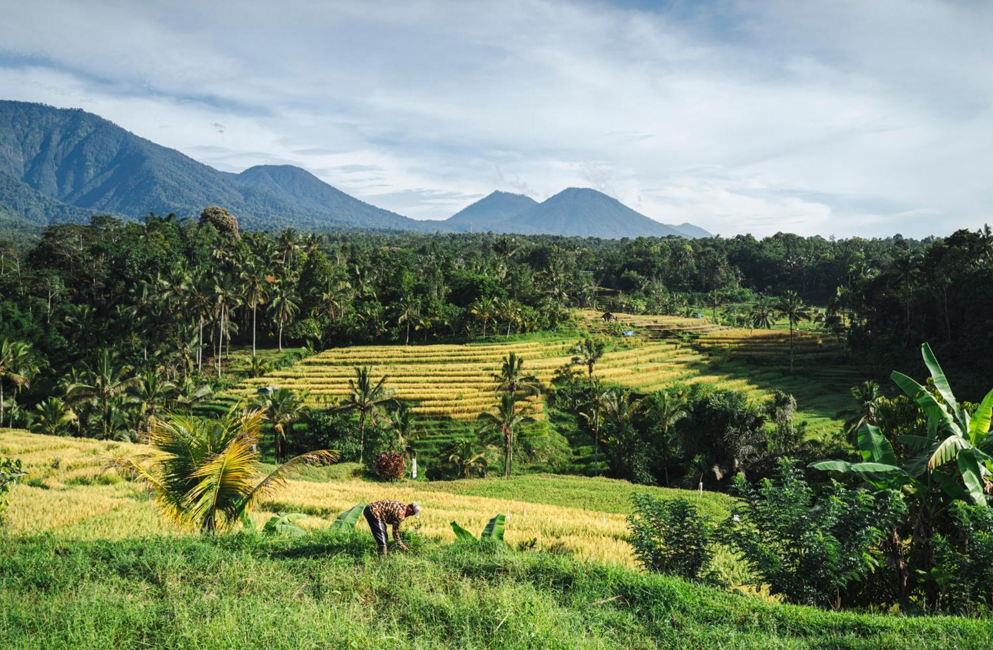 Oemah Tepi Sawah Villa Desa Desa Jatiluwih Exteriör bild